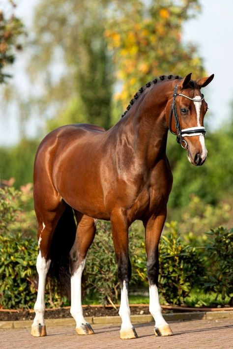 Bay Warmblood Horse, Bay Dressage Horse, Horse Reference Photos, Horses Photos, Horses Beautiful, Bay Horses, Horsey Life, Horse Brown, Horse Reference