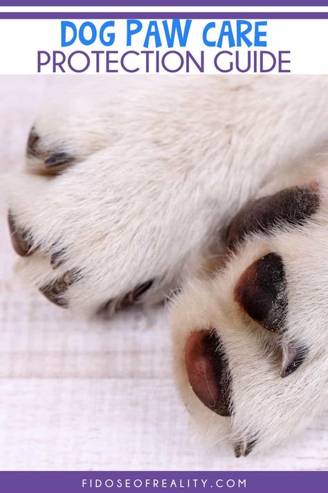 Dog Paw Care Professional Tips and Advice - Fidose of Reality Dog Paw Care, Paw Care, Dog Health Tips, Professional Tips, Dog Paw, Lifestyle Tips, Dog Photography, Dog Health, Tips And Advice