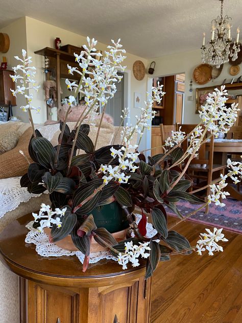 Ludisia Discolor Jewel Orchid, Jewel Orchid Terrarium, Ludisia Discolor, Indoor Garden Rooms, Orchid Terrarium, Jewel Orchid, Beautiful Terrariums, Orchid Garden, Orchids Garden