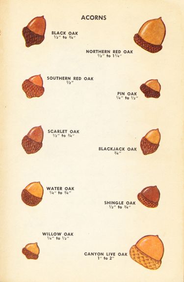 Acorns, iIllustrations by Dorothea and Sy Barlowe, 1952 Owen Tattoo, Tree Leaf Identification, Acorn Fairy, Identifying Trees, Acorn Tattoo, Leaf Identification, Husband Tattoo, Cool Nature, Tree Id