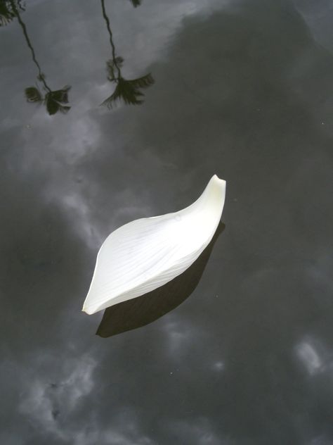 White Lotus Petal on Water, Pamplemousses Botanical Garden, Mauritius Peaceful Water, Thesis Inspiration, Art Homework, Lotus Temple, Lotus Petal, Rowing Boat, Flower Installation, Brand Ideas, White Lotus