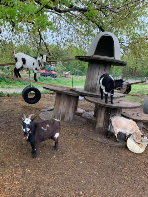 Goat Climbing Ideas, Goat Jungle Gym, Goat Area Ideas, Farm Set Up, Goat Pens Ideas Diy, Goat House Ideas Diy, Goat Play Area, Goat House Diy, Goat Enclosure