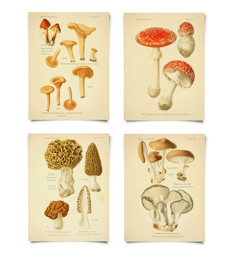 Mushroom Print Set. Botanical Champignons French Fungi Charts Set of 4. Vintage Diagram Kitchen Art Morels Chantrelles Magic Mushrooms CP286 Mushroom Diagram Vintage, Mushroom Diagram, Vintage Diagram, Tattoo 2024, Poisonous Mushrooms, Mushroom Poster, Morel Mushroom, Space Force, Mushroom Print