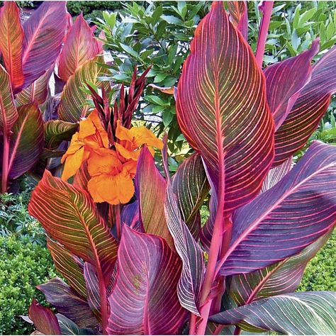 Product Image 1 Cana Lily, Canna Bulbs, Curry Leaf Plant, Canna Flower, Canna Lily, Lily Bulbs, Lily Plants, Garden State, Garden Bulbs