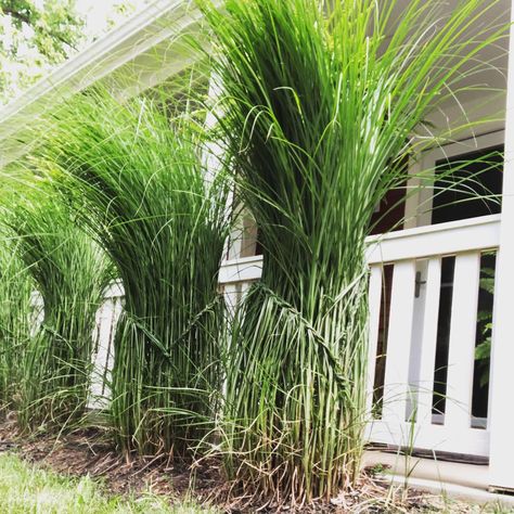 Braided Maiden Grass - clean solution for wild monsters Maiden Grass Landscaping, Grounding Garden, Grass Braiding, Braided Grass Plants, Zone 4 Ornamental Grasses, Big Bluestem Grass Landscape, Tall Grass Landscaping, Avalanche Feather Reed Grass Landscaping, Farmhouse Gardens