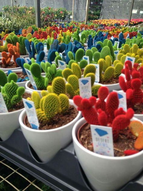 Kaktus Dan Sukulen, Rainbow Cactus, Cactus House Plants, Bonsai Seeds, نباتات منزلية, Mini Cactus, Types Of Succulents, Cactus Pot, Garden Bulbs