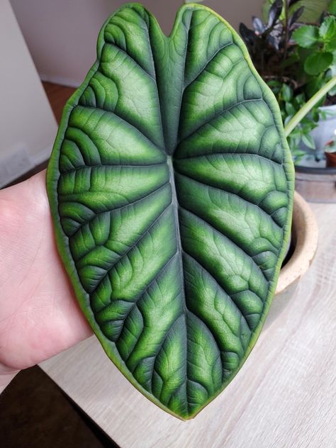 Alocasia Baginda, Alocasia Dragon Scale, Alocasia Plant, Plant Goals, Merritt Island, Unusual Plants, Starter Plants, Plant Aesthetic, House Plants Decor