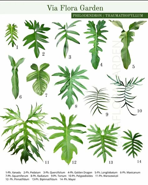 Plant Leaf Identification, Leaf Identification, Philodendron Plant, Indoor Plant Care, Palm Plant, Variegated Plants, Plant Identification, House Plants Decor, Plant Lighting