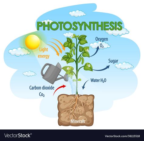 Photosynthesis Drawing, Process Of Photosynthesis, Plant Vector, Plant Cell, Ram Photos, Light Energy, Photosynthesis, Plant Illustration, Lesson Plan