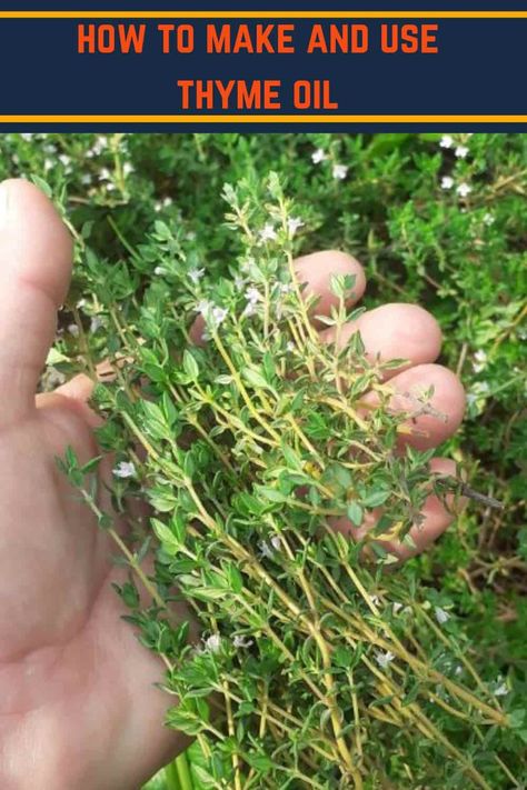 Thyme Tincture How To Make, Diy Herbal Oil, Thyme Tincture Benefits, Preserving Herbs In Oil, How To Make Thyme Oil, Thyme Oil Recipes, Preserving Thyme, Thyme Oil Benefits, Thyme Infused Olive Oil