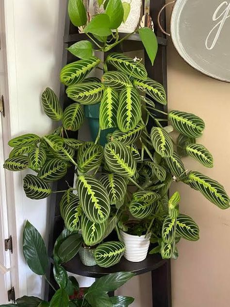 Plants Toxic To Dogs, Plant Pic, Plants To Grow Indoors, Beautiful Indoor Plants, Dog Friendly Plants, Toxic To Dogs, Indoor Plant Display, Plant Goals, Plants To Grow