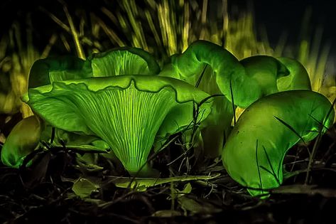 Bioluminescent Fungi, Mushroom Board, Ghost Mushroom, Fursona Ideas, Mushroom Culture, Giant Mushroom, Glowing Mushrooms, Walk In The Forest, Green Gardens