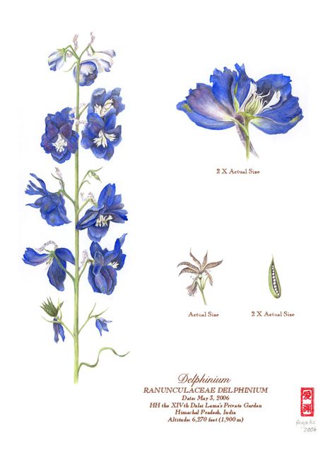 . Delphinium Botanical Illustration, Blue Orchid Tattoo, Delphinium Tattoo, Orchid Tattoo, Delphinium Flowers, Zodiac Elements, Botanical Illustration Vintage, Botanical Tattoo, Flower Meanings