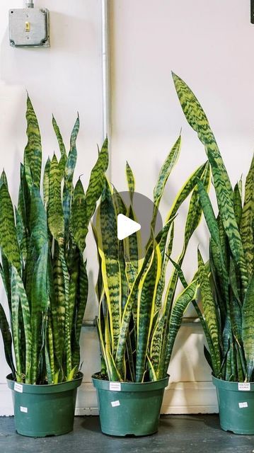 Humboldt Houseplants on Instagram: "Let’s Talk Sansevieria AKA Snake Plants👇🏽✨ • These plants are so versatile and low maintenance! They make the perfect plant for people that are new to plants, travel frequently, they make great office plants, and are a great fit for in an Airbnb 🌿🪴✨ • ☀️ Bright Indirect light is best but they can TOLERATE low light!  • 🔥 Warmth is incredible for these plants! The warmer your space, the better. • 💧 Water when soil is fully dry! • 💦 They like environments with 40% humidity! If you live in a dry climate, consider adding in a humidifier.  •  #snakeplant #sansevieria #plantcare #plantcaretips #plantsmakepeoplehappy #easycareplants #newplantmom #plantlover" Snake Plant Pot Ideas, Humidifier For Plants, Gardening In Pots, Low Light Indoor Plants, Gardening Indoors, My Bedroom Ideas, Bright Indirect Light, Plants Care, Snake Plants