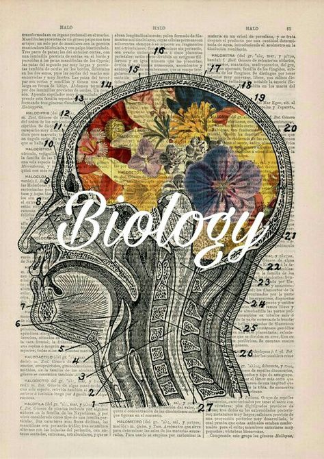 Biology lab binder Kunst Collages, Brain Poster, Brain Art, Upcycle Books, Human Anatomy Art, Anatomy Sketches, Vintage Dictionary, Medical Art, Old Book Pages