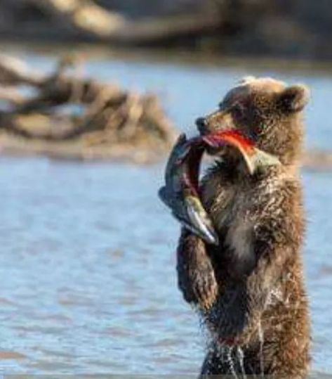 Bear Catching Salmon, Grizzly Bear Cub, Bear Fishing, Fishing Photography, Bear Photos, Bear Pictures, Winter Animals, Bear Cubs, Grizzly Bear