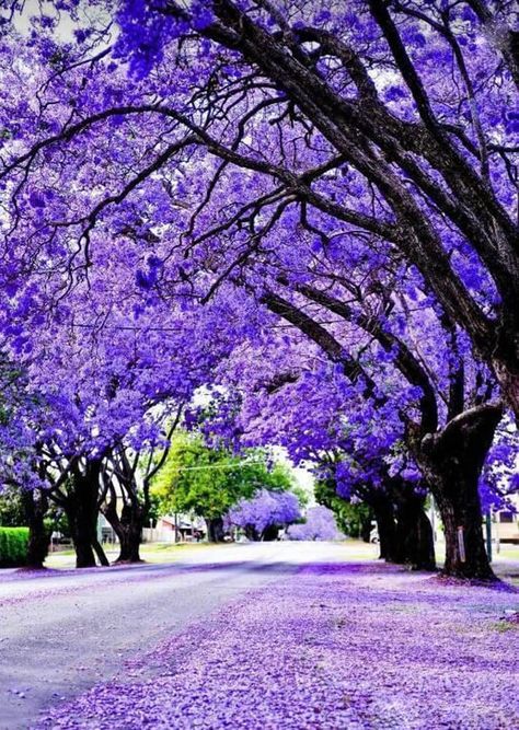 PRICES MAY VARY. Jacaranda mimosifolia tree seeds Germination Method: soak the seeds in lukewarm water overnight or 24 hours. Jacaranda trees produce foot-long, pyramid-shaped clusters of blue or lavender flowers in spring and early summer; the tree's long bloom period may last for more than a month. Comes with complete planting & growing instructions! The Jacaranda Tree is a Beautiful Tropical varietal that Boasts Clusters of Fragrant Purple Trumpet Shaped Blooms. Native to South America, the j Jacaranda Tree, Purple Trees, Tree Seeds, Pretoria, Blossom Trees, Growing Tree, Purple Rain, Flowering Trees, Beautiful Tree