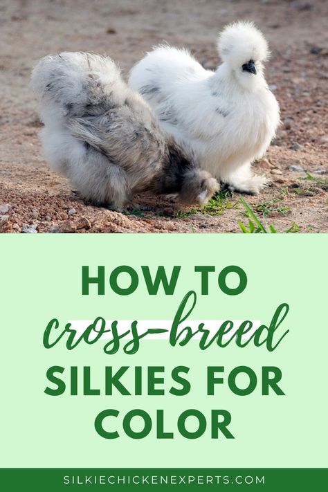 Silkie Breeding Pens, Breeding Chickens Pens, Silkie Color Breeding Chart, Silkie Coop Ideas, Breeding Pens For Chickens, Chicken Coop For Silkies, Chicken Breeding Pens Ideas, Silkie Chickens Baby, Chicken Breeding Pens