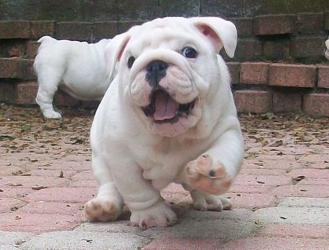 Happy bulldog! Cute Bulldogs, English Bulldog Puppies, Happy Animals, Bulldog Puppies, English Bulldog, Training Tips, 귀여운 동물, I Love Dogs, Animal Kingdom