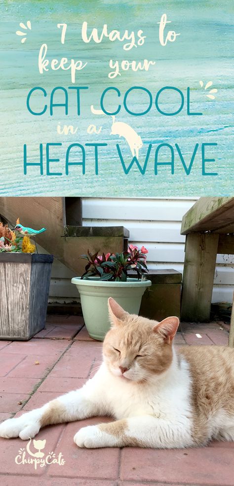 Cats know how to keep cool. They have some clever tricks up their fur sleeves to keep cool when the weather is sizzling hot. But sometimes, they need some human intervention, gasp! via @chirpycats Stray Cat Shelter Diy Summer, How To Keep Outside Cats Cool In Summer, Outdoor Cat Shelter Summer, Stray Cat Shelter Diy, Diy Outdoor Cat Shelter, Cat Environment, Outdoor Cat Shelter Diy, Outdoor Cat Bed, Outside Cat Shelter