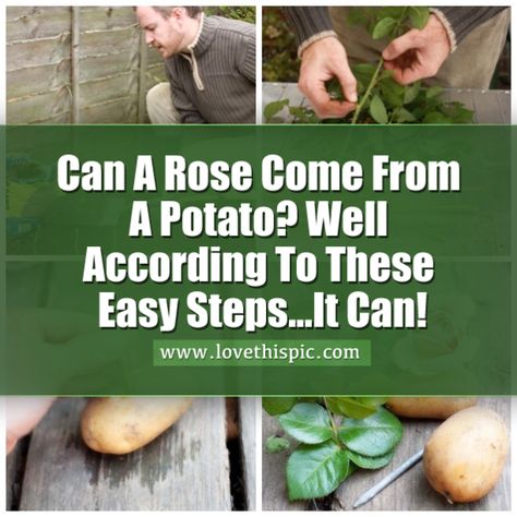 He Sticks A Rose In A Potato And Then Plants It. One Week Later, Something Really Unique Grows... How To Plant A Rose From A Stem, Rooting Roses In Potatoes, Gardening Potatoes, Replant Rose Stem, Roses In Potatoes, Rose Clippings Planting, Potato Images, Creative Gardens, Propagate Plants