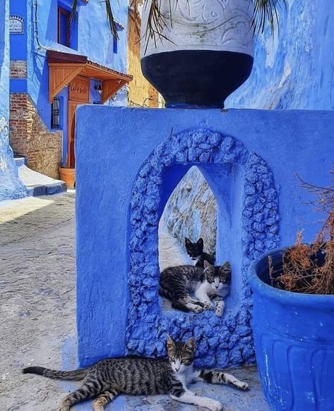 Chefchaouen ,Maroc Morocco Aesthetic, Moroccan Dress, Travel Goals, Tunisia, Art Project, Morocco, Art Projects, Photography, Animals