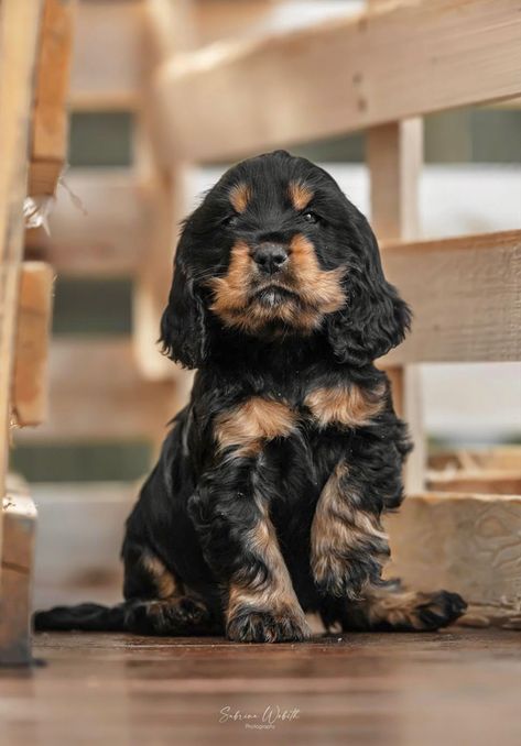 Cute little black and tan pup. Black And Brown Cocker Spaniel, Cocker Spaniel Puppies Black, Cocker Spaniel Black And Tan, English Cocker Spaniel Puppy, English Cocker Spaniel Puppies, Cocker Spaniel Puppy, Puppies Black, Newborn Puppies, Painting References