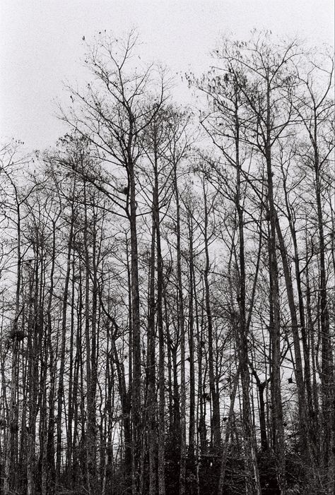 b&w film photography B&w Film Photography, Photography Inspo, Film Photography, Trees, Film, Photography