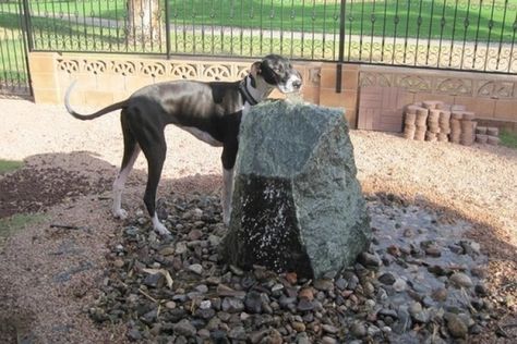 Dog Fountain, Dog Friendly Backyard, Cat Playground Outdoor, Dog Water Fountain, Dog Yard, Pet Projects, Cat Playground, Backyard Diy Projects, Animal Projects