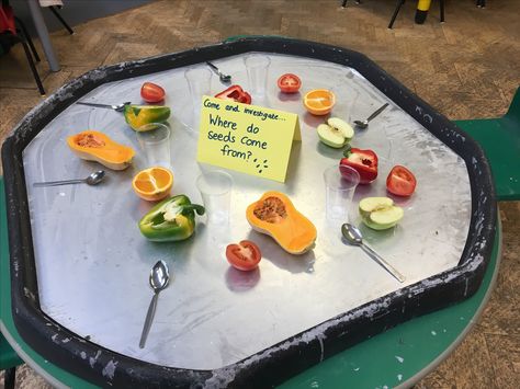 Where do seeds come from investigation Science Investigation Area Eyfs, Plants And Growing Eyfs Activities, Reggio Food Provocations, Eyfs Investigation Area, The Enormous Turnip Eyfs, Investigation Area Eyfs, Growing Eyfs, Science Eyfs, Investigation Area