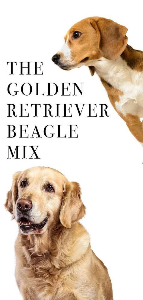 A guide to the golden retriever beagle mix, Mix breed dog review. Beagle Golden Retriever Mix Puppies, Calm Dog Breeds, Pocket Beagle, Therapy Animals, Beagle Mix, Calm Dogs, Family Pets, Beagle Puppy, Mixed Breed Dogs