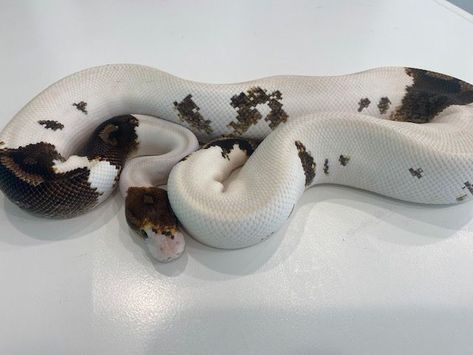 Paradox Ivory Het Clown Ball Python by Tom Ellis Constriction Paradox Ball Python, Clown Ball Python, Python Regius, Ball Python Morphs, Ball Pythons, Ball Python, Tom Ellis, Personal Checks, Reptiles