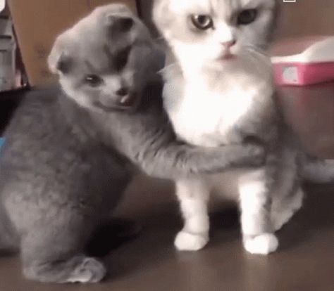 Love Cats Cute GIF - LoveCats Cat Cute - Discover & Share GIFs Cat Hug Gif, Hug Meme, Hug Gif, Cute Hug, Cat Fountain, Cat Hug, Cat Couple, Cat Cute, Cute Cat Gif