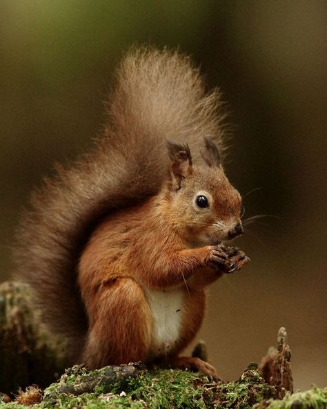 Squirrel Reference, Squirrel Photography, Brown Squirrel, Forest Wildlife, Squirrel Pictures, British Wildlife, Cute Squirrel, Red Squirrel, Arte Animal