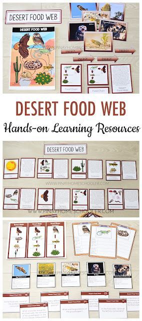 Biomes Activities, Food Web Activities, Desert Food, Earth Science Activities, Desert Biome, Fourth Grade Science, Montessori Printables, Food Chains, Third Grade Science