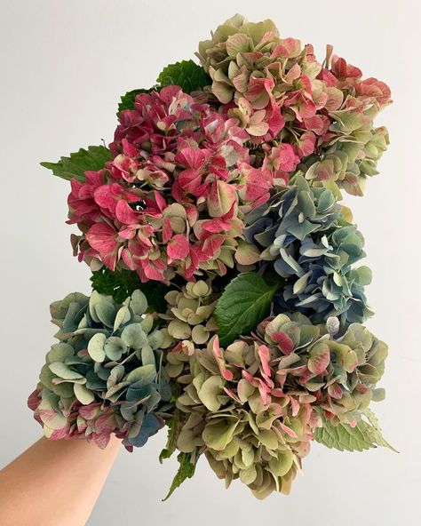 Fall Wedding Hydrangea, Hydrangea Inspiration, Antique Hydrangea, Tortworth Court, Green Wedding Decorations, Blue Hydrangea Wedding, Fall Wedding Color Schemes, Red Hydrangea, Fall Hydrangea