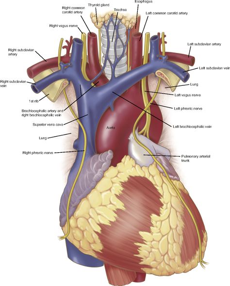 Figure 1 from Anatomy of the thoracic aorta and of its branches. - Semantic Scholar Aorta Anatomy, Thoracic Aorta, Aortic Arch, Patient Assessment, Vertebral Artery, Poo Poo, Vascular Surgery, Surgical Tech, Medicine Student