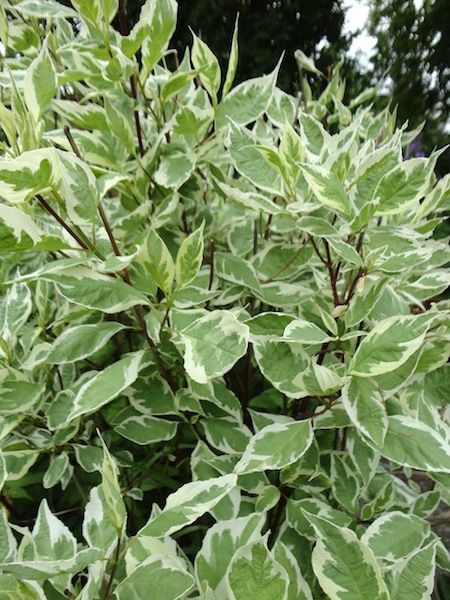 Cornus alba 'Elegantissima' - BambooPlants.ca Cornus Alba Elegantissima, Variegated Red Twig Dogwood, Cornus Sericea, White Flowering Shrubs, Cornus Alba, Cornus Mas, Bridal Florals, Red Twig Dogwood, Twig Dogwood