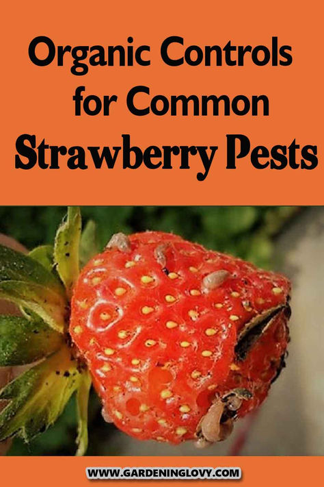 Are you facing some issues with strawberry plants? Are bugs making their way toward them? Here are some tips to help you how to get rid of strawberry bugs from plants. Strawberry Pests Control, Strawberry Plant Care, Natural Bug Killer, Garden Bug Spray, Gardening Fruits, Potato Bugs, Homemade Bug Spray, Pill Bug, Natural Bug Spray