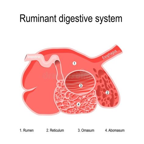 Ruminant Digestive System. Four Compartments Of Ruminants` Stomach Stock Vector - Illustration of compartments, feature: 150398903 Study Tips For Students, Digestive System, Study Tips, Graphic Design Art, Stock Vector, Design Art, Vector Illustration, Education