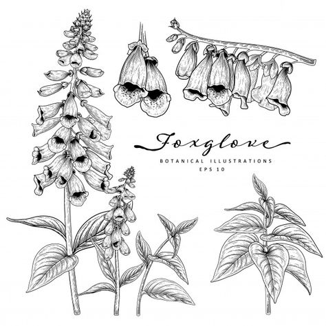 Foxglove Flower, Plant Sketches, Botanical Sketchbook, Botanical Line Drawing, Flower Drawings, Decorative Set, White Backgrounds, Illustration Botanique, Flower Sketches