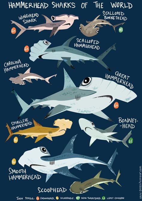 Hammerhead Sharks Of The World Hammerhead Sharks, Save The Sharks, Shark Illustration, Types Of Sharks, Shark Facts, World Poster, Shark Art, Shark Fishing, Hammerhead Shark