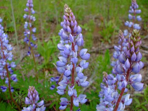 Lupinus Perennis, Wild Lupine, Michigan Gardening, Deer Resistant Flowers, Lupine Flowers, Garden Tattoos, Perennial Bulbs, Hillside Garden, Dry Garden