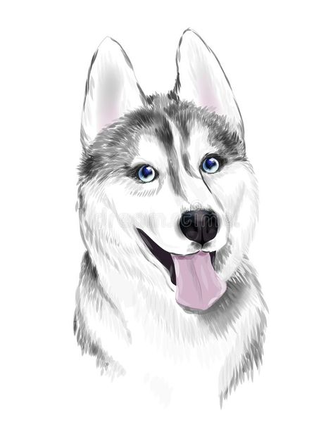 Husky Drawing, Husky With Blue Eyes, Husky Faces, White Husky, Dog Stock Photo, Siberian Husky Dog, Cute Kawaii Animals, Wolf Love, Dog Vector