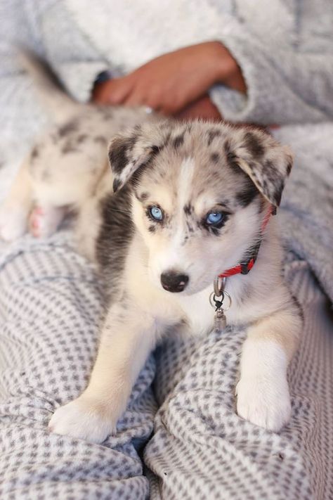 Oupa, Husky Border Collie mix, 2 months old Border Collie X Husky, Husky Border Collie Mix Dogs, Border Collie Husky Mix, Haski Dog, Border Collie Mix Puppies, Puppy Mix, 2 Months Old, Border Collie Mix, Border Collie Puppies