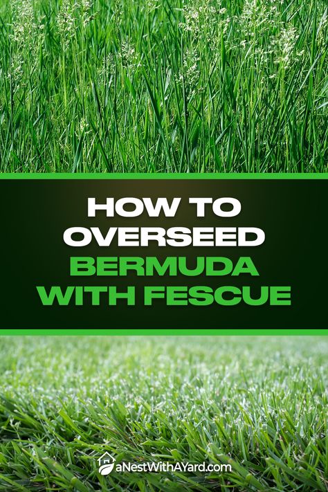 Fescue Grass Lawn, Bermuda Grass Seed, Overseeding Lawn, Different Types Of Grass, Tall Fescue Grass, Fescue Lawn, Rye Grass, Fescue Grass, Tall Fescue