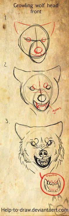 Growling wolf front view Growling Wolf, Head Tutorial, Wolf Sketch, 강아지 그림, Wolf Drawing, Wolf Dog, Guided Drawing, Animal Sketches, Wolf Art