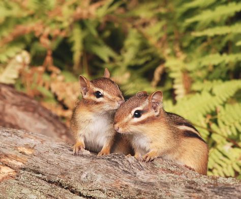 Baby chipmunk siblings. Closeup of two baby chipmunk siblings sitting on a log , #Affiliate, #siblings, #chipmunk, #Baby, #Closeup, #log #ad Baby Platypus, Baby Chipmunk, Beautiful Paintings Of Nature, Vinyl Magnets, Cute Coasters, Creative Photoshop, Cute Gift Boxes, Little Critter, Kawaii Animals