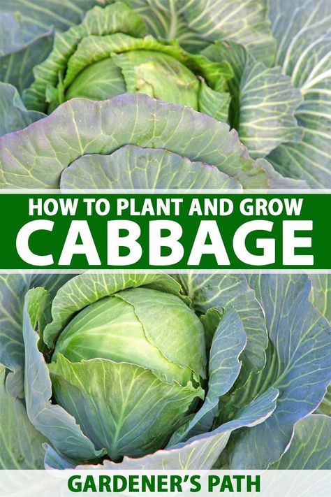 How To Plant Cabbage Plants, Cabbage Farming, Planting Cabbage, Homesteading Checklist, Grow Cabbage, Growing Cabbage, Plant Garlic, Cabbage Plant, Homestead Gardening