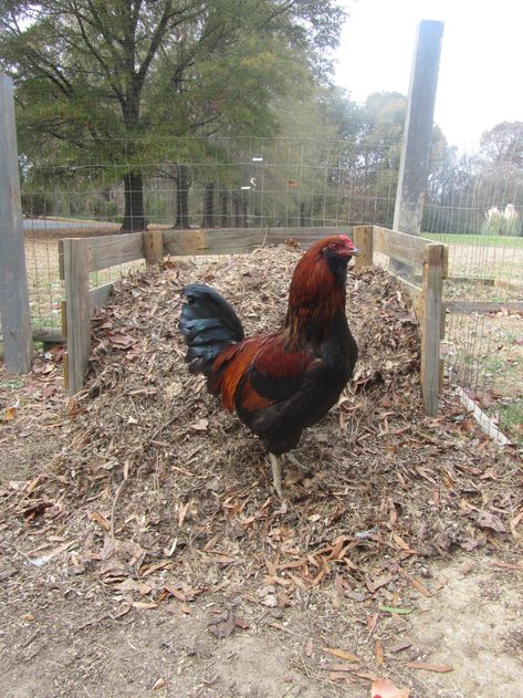 Chicken Toys For Coop, Duck Stuff, Chicken Care, Chicken Toys, Chicken Health, Raising Backyard Chickens, Backyard Flocks, Chicken Garden, Keeping Chickens